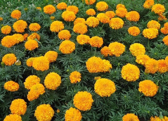 �������� � ����: ������� ������������ ������������� � �������