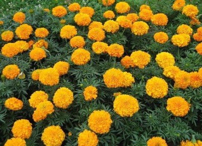 �������� � ����: ������� ������������ ������������� � �������