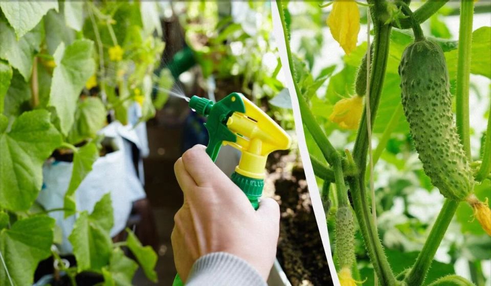 ��� �������� ������������ �������: ������� ��� ������� ������ �� �������