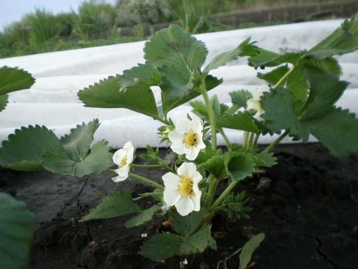 ��� ��������� �������� �������� �� ����: ������ � ��������� �����