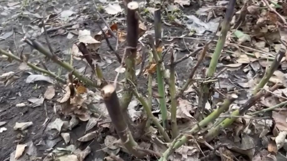 ��� ����������� ������� ��� �������� � ������� ��������