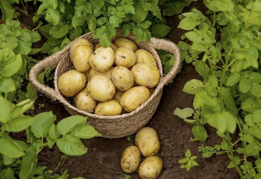 ����� ������� ������ ���������: ������� �������� ��������