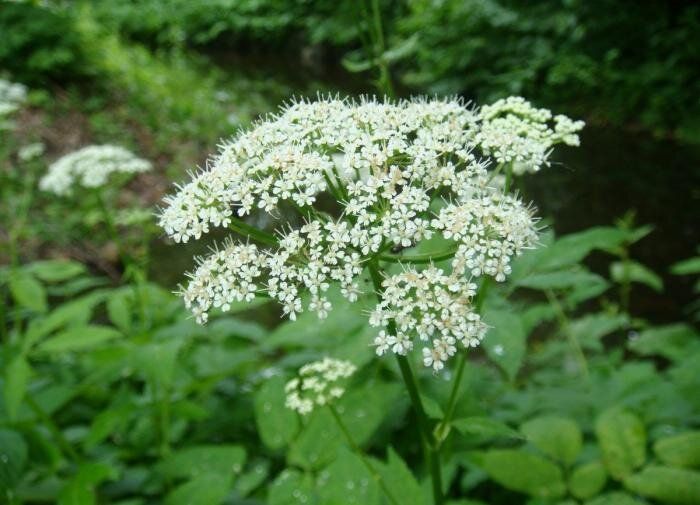 �����: ����� � ������� ������������ ��������