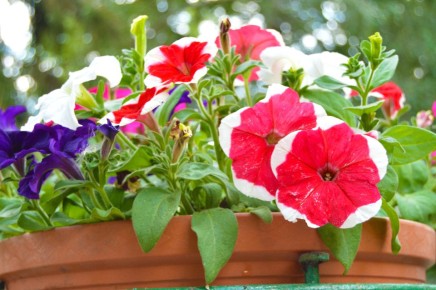 ��� ������� ��������� ������ �������