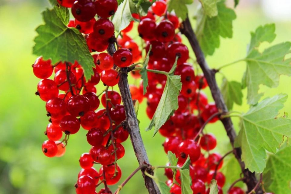 ��� �������� �������� ������ ������� ���������: ������� ����������� ���������