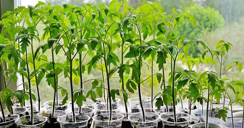 ��� ������� ������� ������� ������� � ��������: ������� �������� �����������