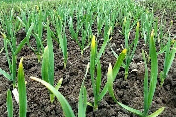 ������ ������ ������� ��������: ����������� ������ �������� � �������