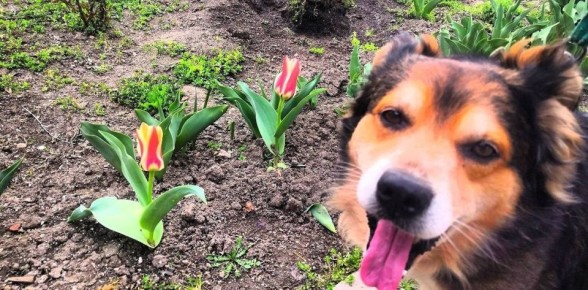 � ������ �� 4 ������ . � ������������� ���� �������, �����