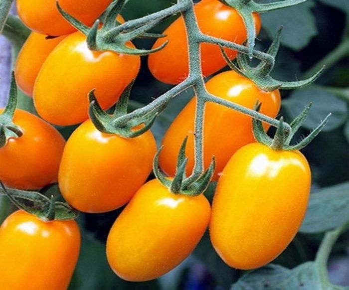 ����� ������� �����: ��������� ����������� ��� �������