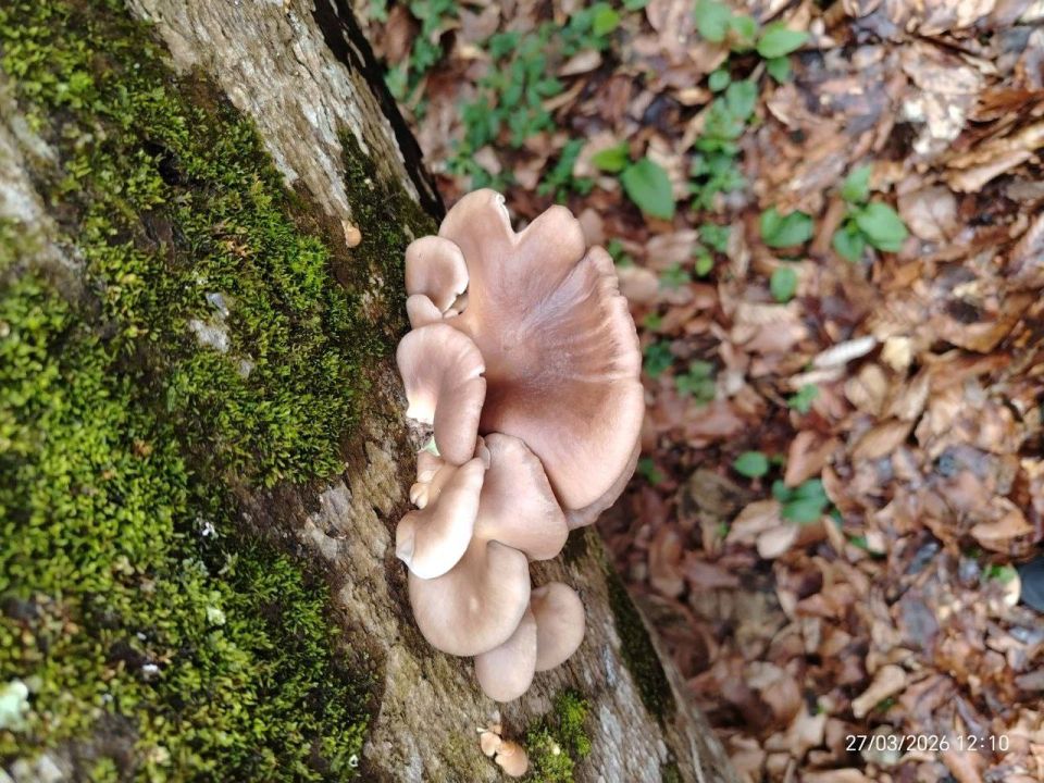 � ������ �� 5 ������ . � ������������� ���� ���������� ����������