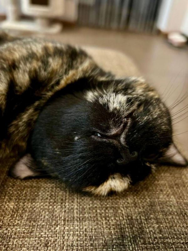 ������ ����, ������!. ��������� +17 ��