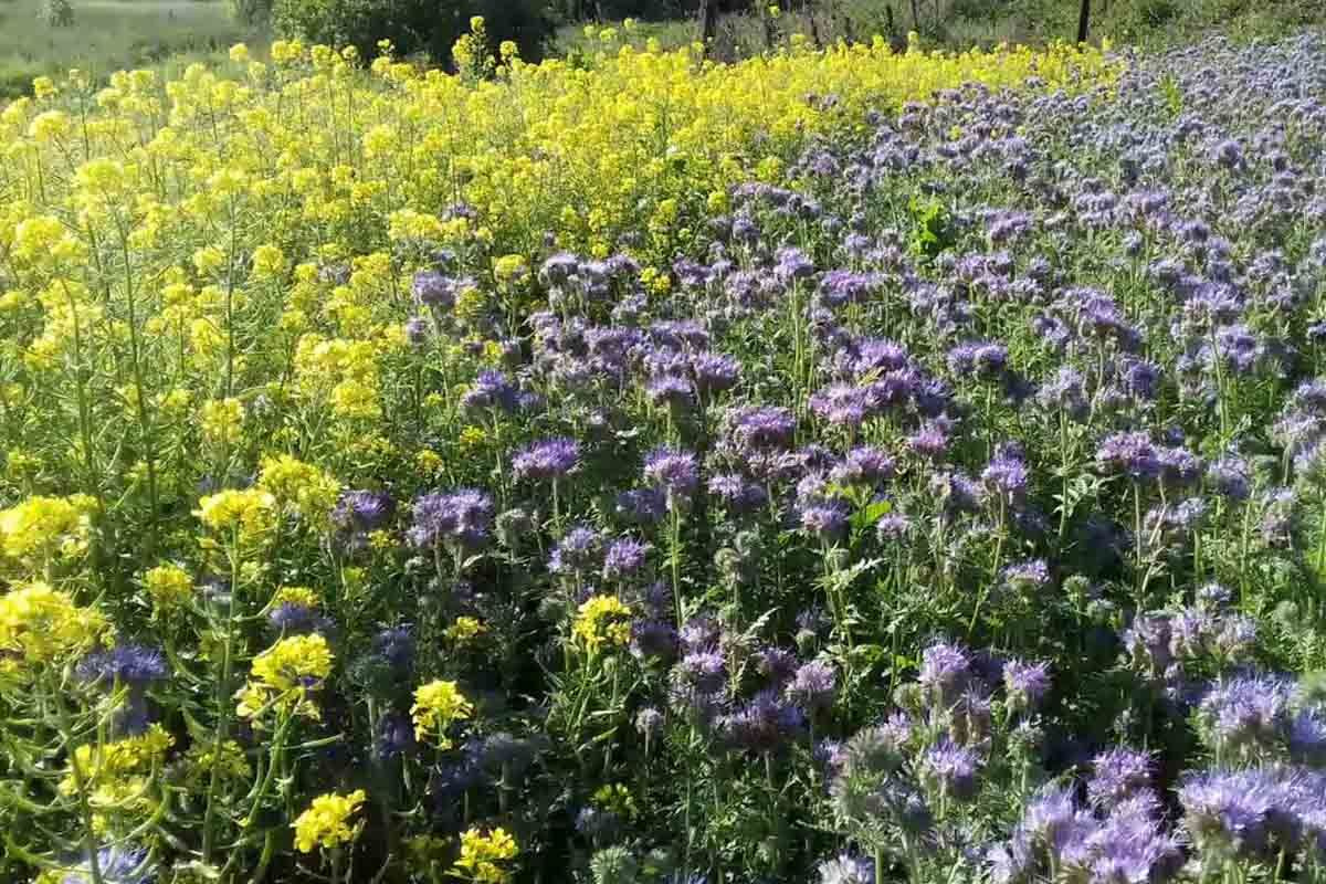 Тайные ошибки при посеве сидератов: как избежать типичных провалов дачников