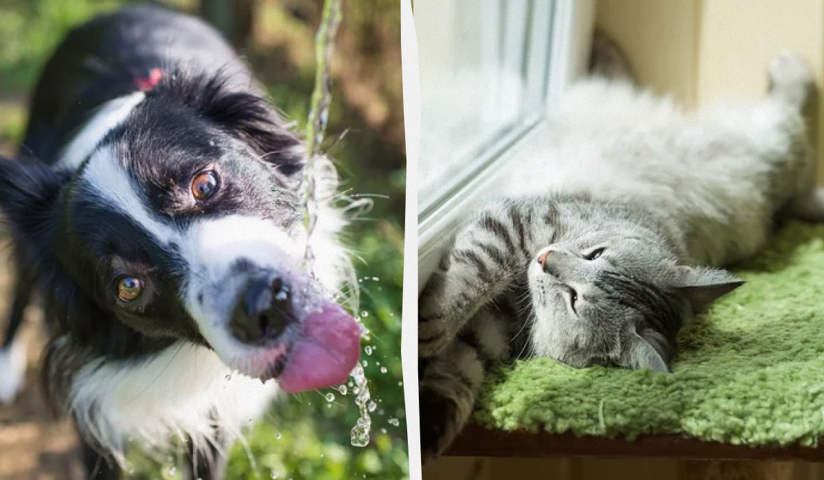 Как помочь питомцам справиться с летней жарой: советы зоологов