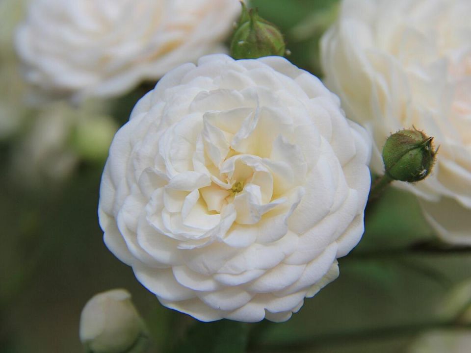 ��� ������� ����� ����: ������� ����������� ���������