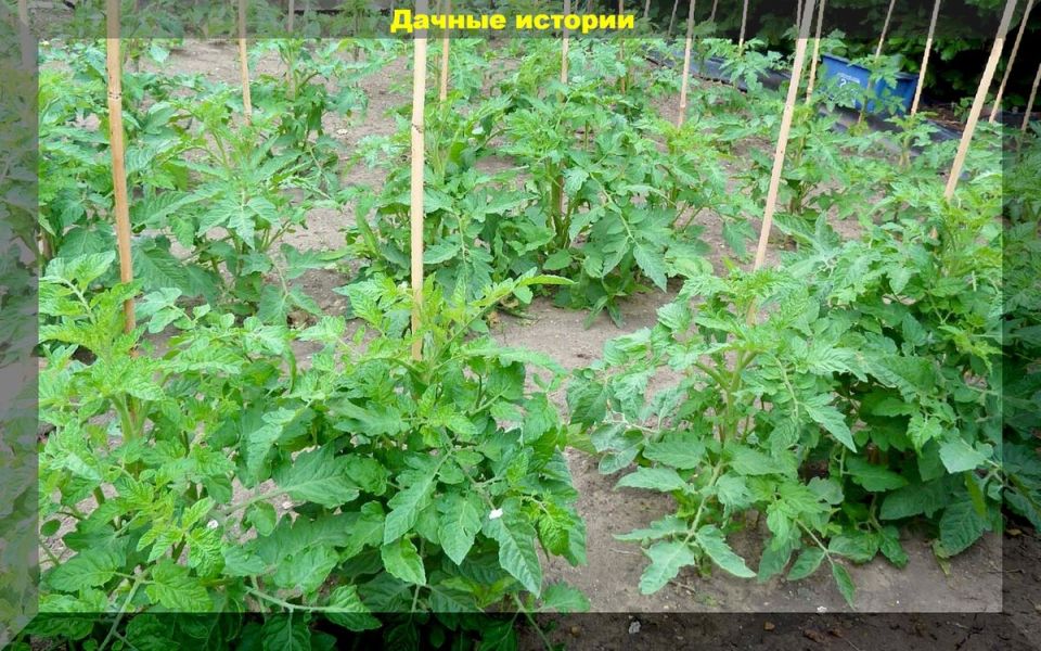 ��� �������� ���������������� ������ ��� ����������� �������