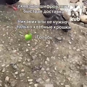 В Сочи заработала голубиная почта на фоне проблем с интернетом