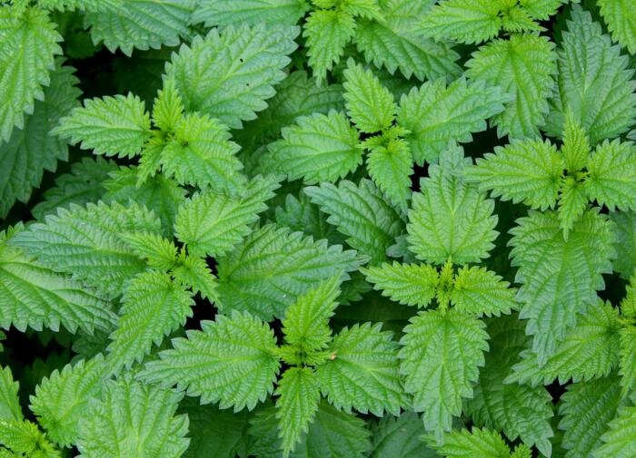 Крапива: как вырастить полезный сорняк в своем саду