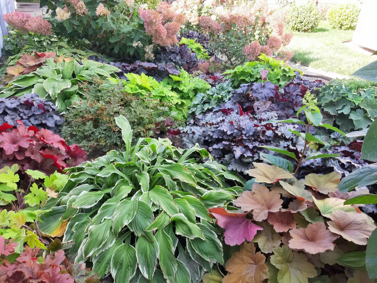 Как найти идеальные растения для тенистого сада