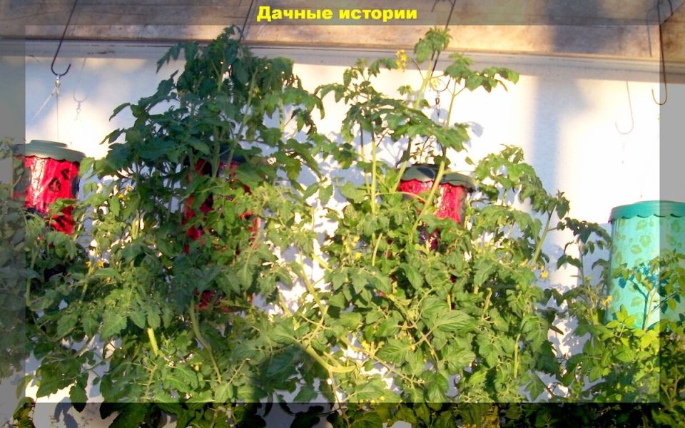 ����������� ������ �������� ������: ��� �� ��������� �������� ���������� ���������� ����������������� ���������