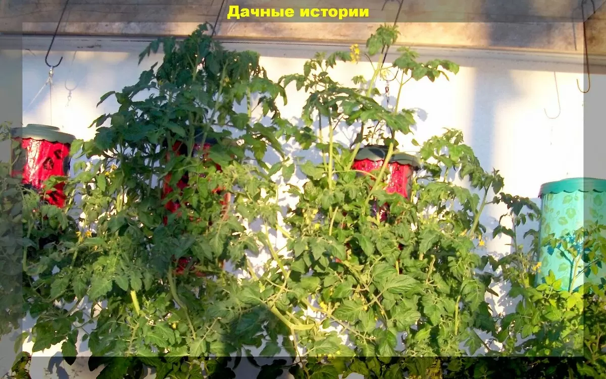 Невероятный способ улучшить урожай: как не дозревшие помидоры становятся настоящими гастрономическими шедеврами