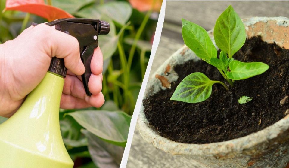 ������ ������� �������� ����������� ������� �������: ������������ �������