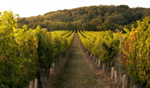 Купажированное вино: Искусство Смешивания Вкусов и Ароматов