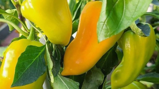 Как дозарить перцы: уникальные методы, которые вас удивят