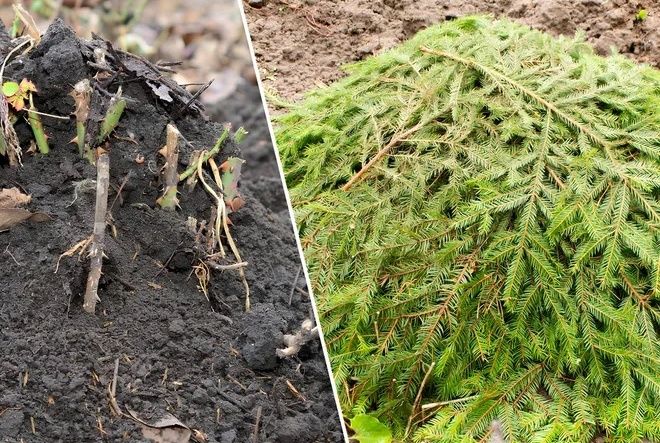 ��� �������� ���� �������� �� ������ �������: ����������� ������� �������