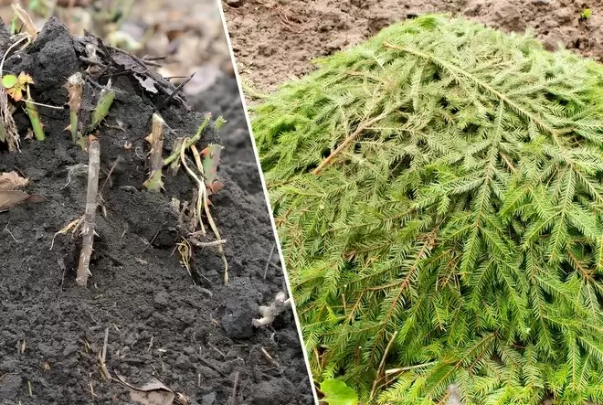 Как защитить ваши растения от зимних морозов: эффективные способы укрытия