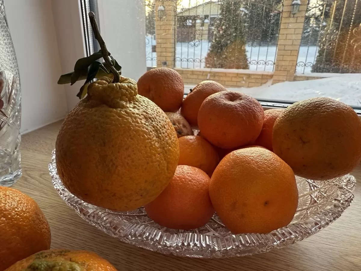 Новый сорт мандаринов Халлабон: вкус, который удивляет