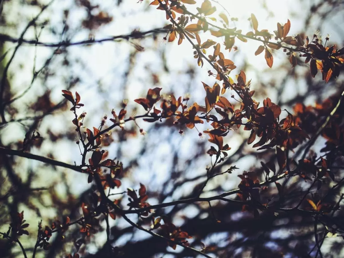 Сад зацвел: как правильно ухаживать за растениями в критический период