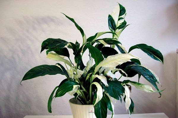 ����������� �������: ��� ��������� � ��������� �� ���� ������������ ���������