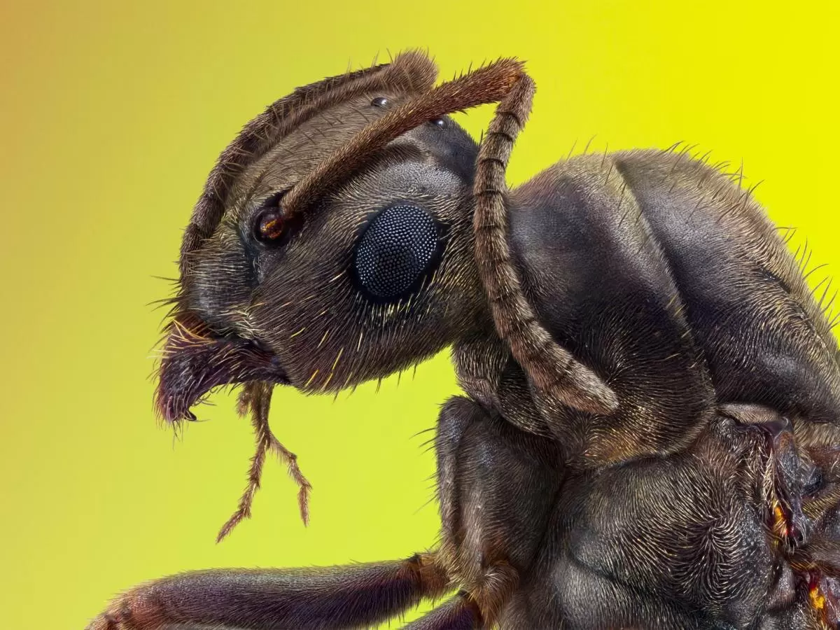 Как пищевая сода может спасти ваш сад от муравьев