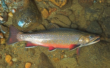 ���������� ����� ���������� �����: ������� � ����������� ������