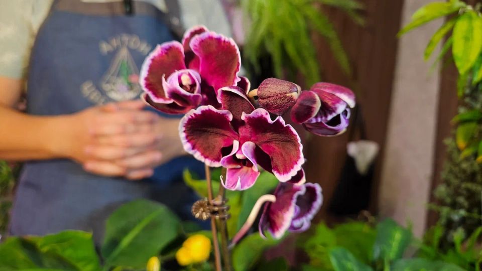 ��������� �������: ��� ������� ����������� ����� ��������