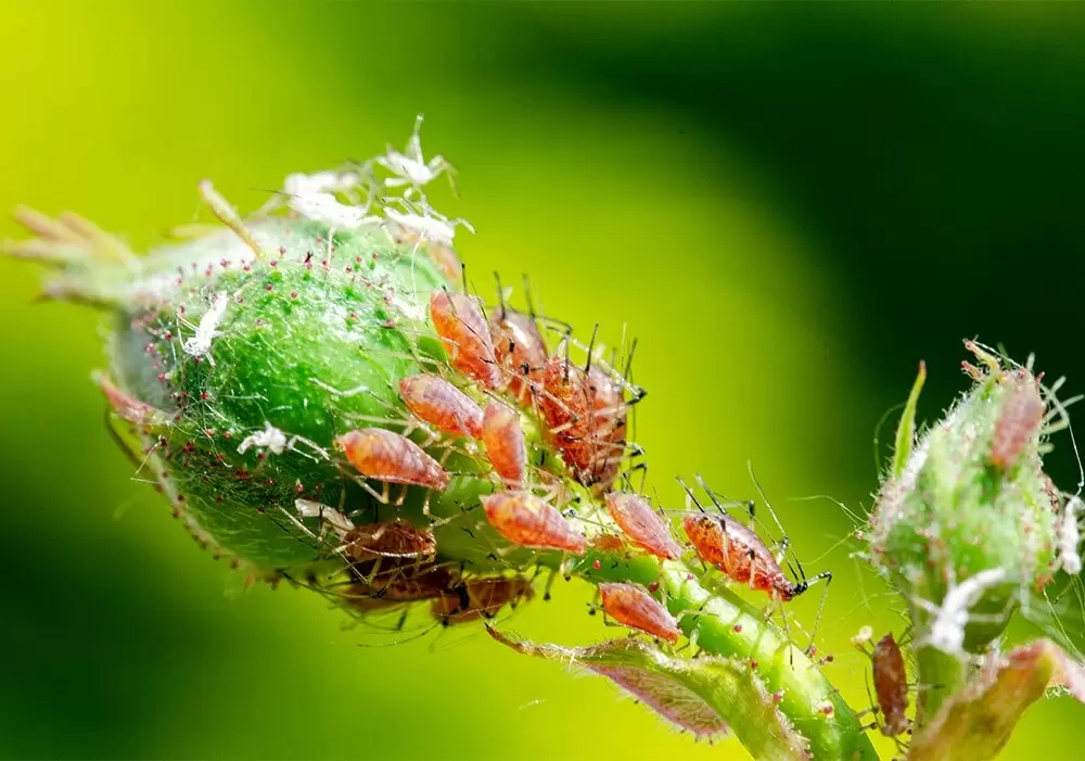 Как защитить розы от вредителей: полезные советы для цветоводов