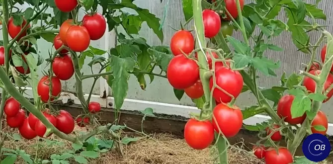 Как добиться отличного урожая томатов: ключевые советы