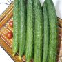 Огурец Русский размер XXL: гигант для ваших салатов
