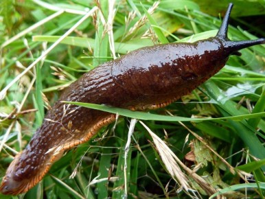 ������ ��� �������������: ���������� ������� ��� ������ �������