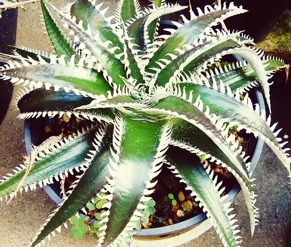 ������: ���������� ����������� ��������� ��� ������ ����