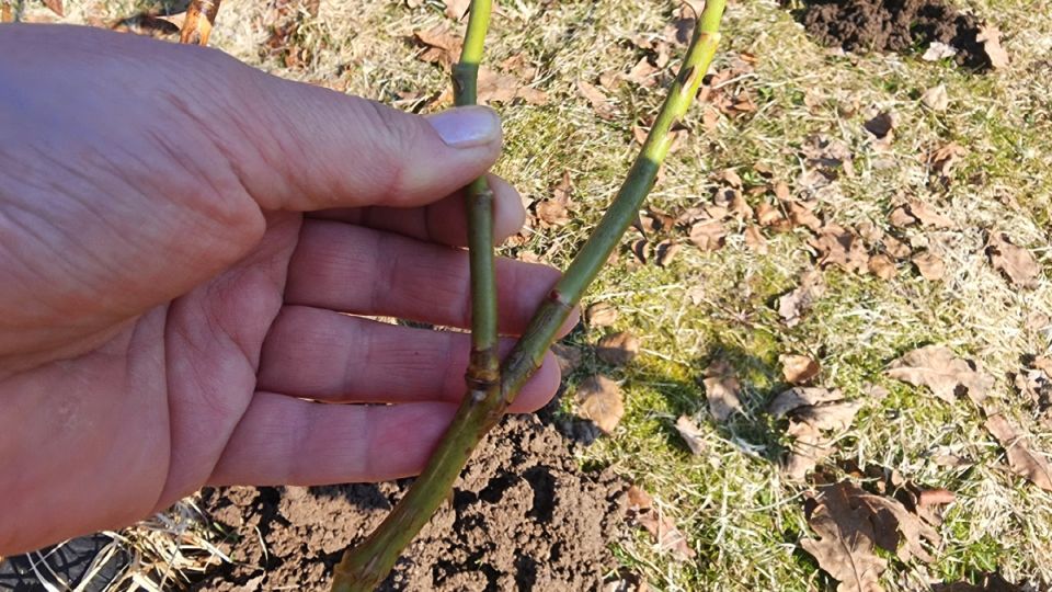 ��� ������ �������� ���� ��� ������� ��������