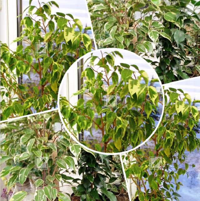 ������� ��������� ����� �� ������� ����������: ��� �� ��������� ������