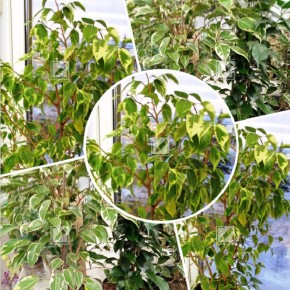 ������� ��������� ����� �� ������� ����������: ��� �� ��������� ������