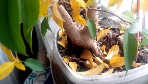 ����� ����������: ������ ��� ������� ������� �������� ���������� ������ � ��� ������ ���