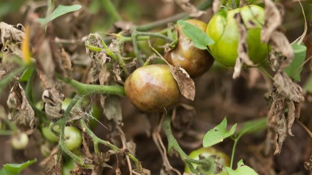 ��� �������� ������ �� ���������: ����������� �����, ������� ��������