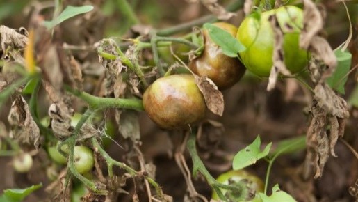 ��� �������� ������ �� ���������: ����������� �����, ������� ��������