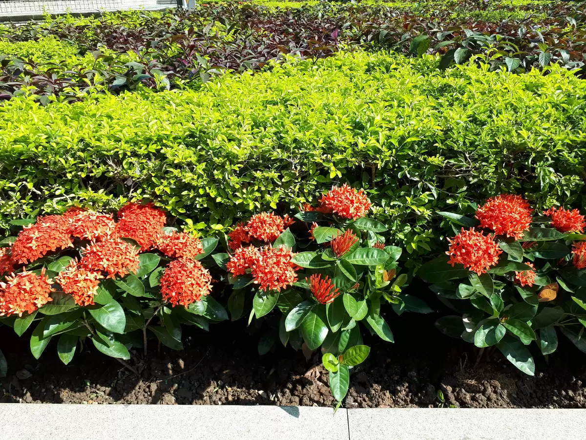 Калсада в Макао: искусство на каждом шагу