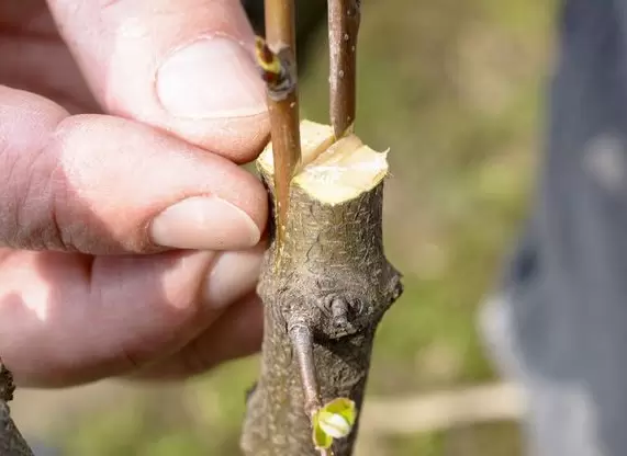 Как правильно заготовить черенки для успешной прививки: полезные советы для садоводов