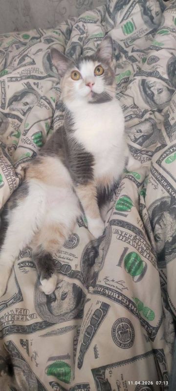 � ������ �� 12 ������ . � ������������� ���� ���������� ����������