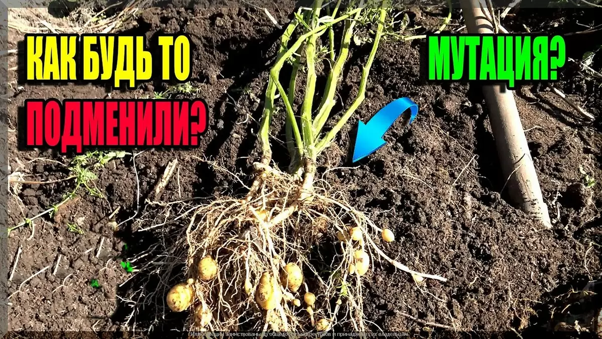Устойчивый картофель: как не испортить урожай и когда обновлять семена